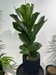 ФІкус Лірата (Ficus lyrata) h 100 см - изображение 2