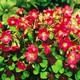 Оксалис (кислиця) Iron Cross Садова Червоний Цибулини Florium (207001) - зображення 1