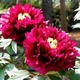 Півонія Black Dragon Holds a Splendid Flower Wu Long Peng Sheng деревовидний Китайський Різнобарвний Саджанці Florium (316045) - зображення 2
