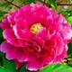 Півонія Black Dragon Holds a Splendid Flower Wu Long Peng Sheng деревовидний Китайський Різнобарвний Саджанці Florium (316045) - зображення 3