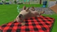 Little Friends Puppy Island (Switch) - изображение 3