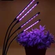 Фитолампа для растений на 4 ветки LED 20Вт с синим, красным и фиолетовым светом, настольная светодиодная лампа с таймером, клипсой-зажимом и USB питанием для подсветки рассады, комнатных и тепличных растений. Черная TRF84 - изображение 1