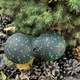 Масажний м'яч подвійний PowerPlay PP-4352 Epp foam peanut ball (d8*16cm.) Чорно/Зелений - изображение 6