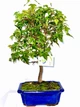 Бонсай Клен Acer Buergerianum, горщик ⌀18, висота 30-40см - изображение 2