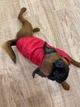 Деми Жилетка р.L Красная - изображение 3