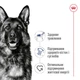 Корм Royal Canin Maxi Adult сухой для взрослых собак крупных пород 15 кг - изображение 2