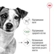 Корм Royal Canin Mini Ageing 12+ сухой для пожилых собак мелких пород 0.8 кг - изображение 2