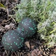 Массажный мяч двойной PowerPlay PP-4352 Epp foam peanut ball d8x16 см Черно/Зеленый (PP_4352_Green_8*16) - изображение 9