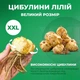 Лілія Pink County Азіатський гібрид Рожевий Цибулини Florium (203198) - зображення 3