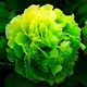 Саженцы Пион Green Jade Lu Mu Ying Yu древовидный Китайский (316010) - изображение 3