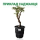 Саженцы Пион Green Jade Lu Mu Ying Yu древовидный Китайский (316010) - изображение 4