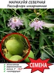 Пасіфлора маракуйя (Passiflora incarnata), Північна інкарната, насіння (10 шт) - зображення 1