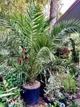 Пальма Финик Канарский Phoenix Canariensis, высота 200-220см, Ø50 см - изображение 2