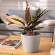 Вазон Lechuza Classico Color LS 21 Песочно-коричневый (14262) (4008789142627) - изображение 5