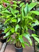 Пальма Chrysalidocarpus Caryota , горщик ⌀19, висота 100-120см - изображение 2