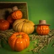 Аромасвеча Тыква 4 Seasons Candles 200 мл - изображение 5