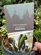 Криптомерія Jap. Cristata, горщик ⌀19 - зображення 3