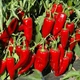 Семена Перец Маркони Россо 20сем Hortus - изображение 2