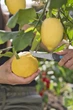 Ніж Gardena VeggieCut для збирання врожаю (12211-30.000.00) - зображення 9