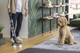 Пылесос Hoover HFX Pet HFX10P 011 Сменный аккумулятор Мини электрическая щетка 84 дБ - изображение 5