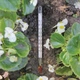 Термометр -40+40°C садовника для почвы высота 17.6см - изображение 2