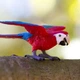 Птах Зелено-крилий попугай Ара Safari Ltd 263929 - зображення 4