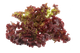 Насіння Салат Лолло Росса, 1 г (GL Seeds) - зображення 3