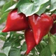 Насіння Перець солодкий Шапка гнома, 0,2 г (GL Seeds) - зображення 5