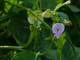 Насіння Вігна Макаретті, 10 шт (GL Seeds) - зображення 3