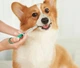 Таблеткодаватель для собак і котів з м'яким наконечником Feeding Kit - изображение 4