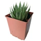 Суккулент Алоэ аристата (Aloe aristata), контейнер 7*7*8 см (s066s) - изображение 1