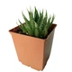 Суккулент Алоэ аристата (Aloe aristata), контейнер 7*7*8 см (s066s) - изображение 3