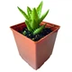 Сукулент Алое Ювенна (Aloe Juvenna) (s070s) - зображення 1