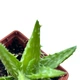 Сукулент Алое Ювенна (Aloe Juvenna) (s070s) - зображення 3