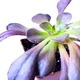 Эониум Шварцкопф (Aeonium Zwartzkopf), контейнер 7*7*8 см (s104s) - изображение 2