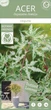 Японский клен (Japanese maple) Ukigomo, 60 - 70см, объем горшка 15" - изображение 3