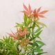 Японский клен Acer Palmatum Jerre Schwartz, высота 90-100см, объем горшка 3,5л - изображение 2