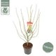 Японский клен Acer Palmatum Jerre Schwartz, высота 90-100см, объем горшка 3,5л - изображение 5