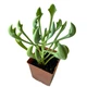 Сукулент Крестовник Клейна (Senecio kleiniiformis Spear Head) (s136s) - зображення 3