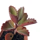 Суккулент Каланхое довгоквіткове (Kalanchoe longiflora) (s141s) - зображення 2
