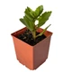 Суккулент Каланхое довгоквіткове (Kalanchoe longiflora) (s141s) - зображення 3