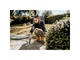 Професійний пилосос Karcher WD 6 P S V-30/6/22/T (1.628-360.0) - изображение 5