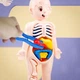 Детская 3D-головоломка "Анатомическая модель человеческого тела" - изображение 1