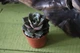 Суккулент Ехеверія (Echeveria Purpusorum) - зображення 1