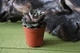 Суккулент Ехеверія (Echeveria Purpusorum) - зображення 2