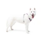 Шлея для собак Alpha 360 Woolly Wolf Mauve Mix S - зображення 2