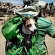 Складна силіконова миска для собак Rest-Eazzzy Collapsible Bowls for Travel - зображення 5