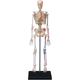 Zestaw do zabawy naukowej Robetoy Anatomia szkieletu 19 cm (7300009260591) - obraz 1