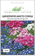 Семена Цинерария Амиго смесь, 10 шт (Hem Zaden) - изображение 1