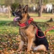Тактический ошейник для собак с ручкой и металлической пряжкой кобра красный - изображение 7